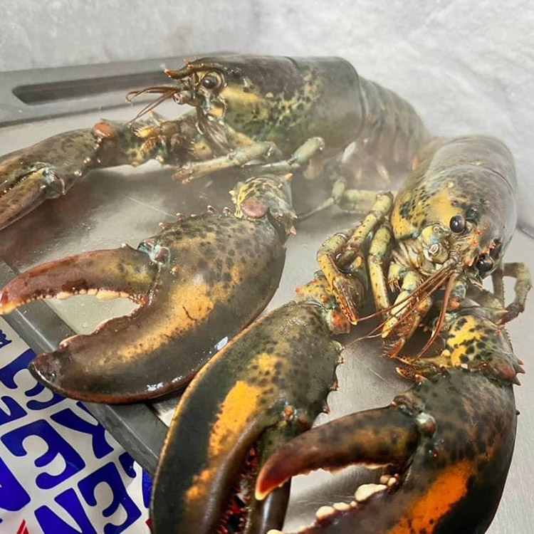 芭芭雅團購網｜生鮮美食 生活百貨 小港燕巢楠梓取貨和宅配 - 芭芭雅團購網｜生鮮美食 生活百貨 小港燕巢楠梓取貨和宅配